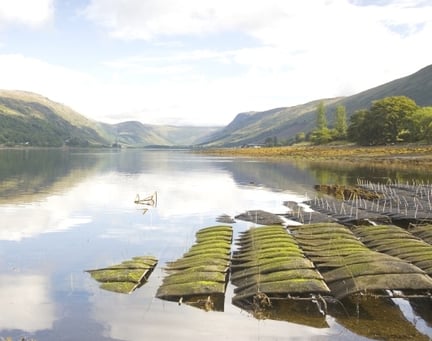 Oyster farm