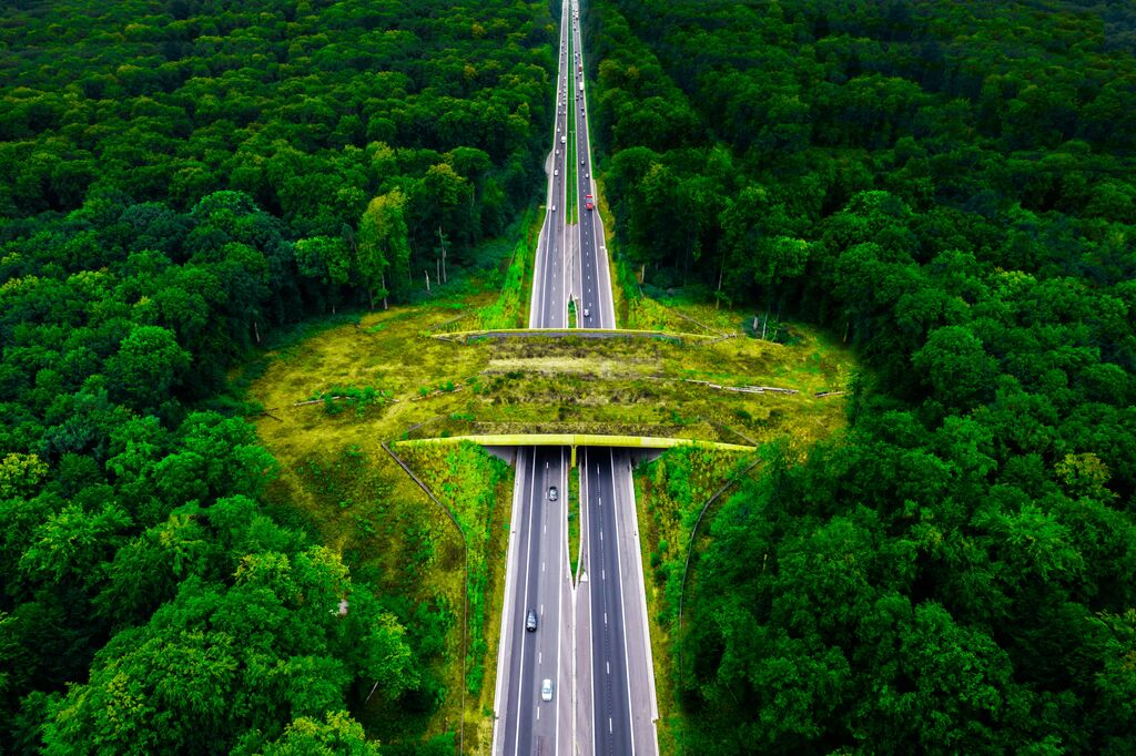 highway photo with a natural bridge running across it 